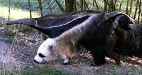 Giant Anteaters' front legs look like a panda.