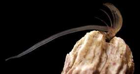 Barnacles, Proportionally, Have The Largest Penis In The Animal Kingdom