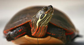 Turtles That Breathe through Their Butts