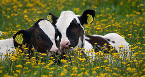 Cows Have Best Friends