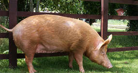 Crazy Drunk Pig Drank 18 Cans of Beer, Fought Cow, then Passed out