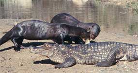 Six-Foot-Long Giant River Otters Hunt in Packs and Even Eat Caimans