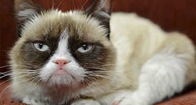 Grumpy Cat: The Internet Meme Kitty That Has Feline Dwarfism, Real Name Is Tardar Sauce!