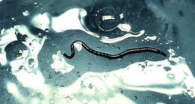 Ice Worms Live in Glaciers, Melt if Exposed to Temperatures Above 40°F (4.4°C)