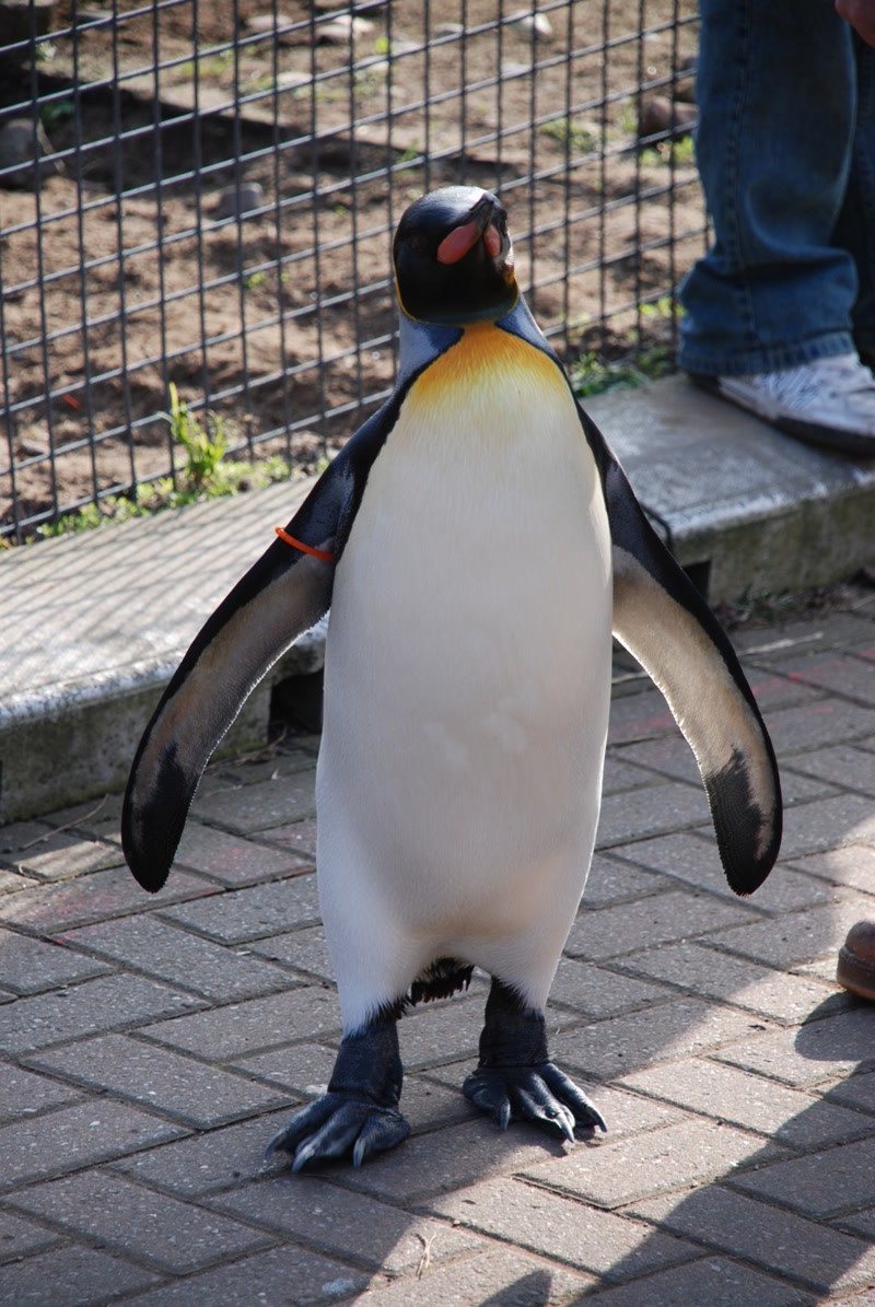 Nils Olav the king penguin at Edinburgh Zoo