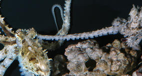 Octopuses enter a dementia-like state after breeding, forget what happened