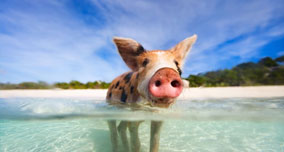 Pig Beach: Island in Bahamas Inhabited by Swimming Pigs