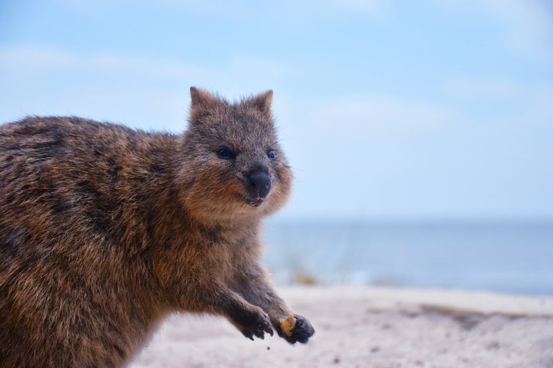 A quokka on the beach at Rottnest Island, Western Australia