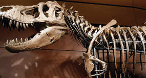 T-Rex Bone Dissolved in Acid Revealed Soft Tissue with Possible DNA