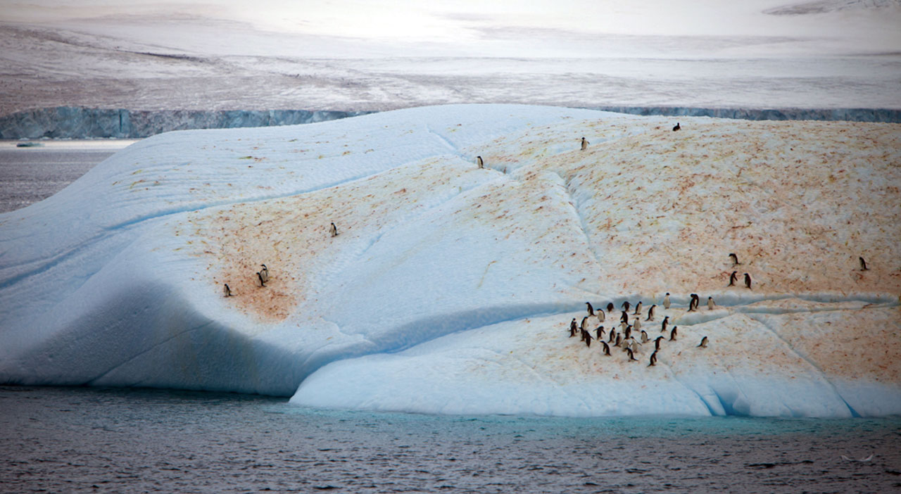 Penguin Poop Seen From Space