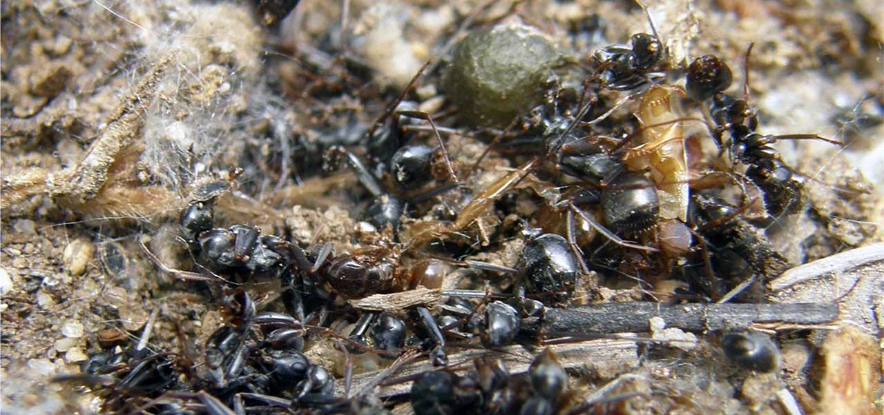 Ant Graveyard
