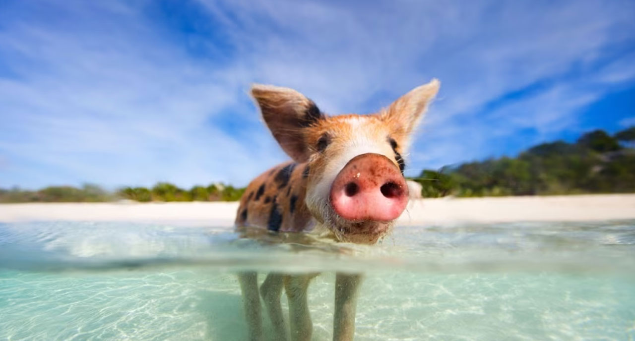 Swimming Pigs