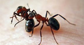 Drunk Ants