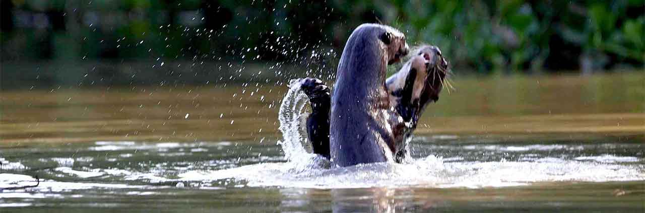 Six Foot Long Giant River Otters Hunt In Packs And Even Eat Caimans