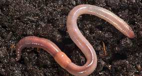 Earthworms Are Tasty