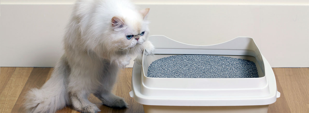 George Clooney Cat Litter