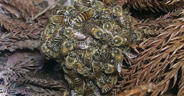 Queen Bees Who Too Old or Diseased Are Suffocated