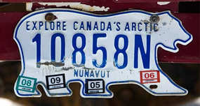 Polar Bear License Plates