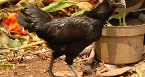 Completely-black chicken