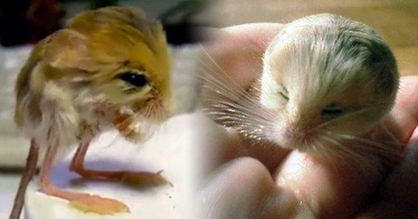 Most Interesting Facts >> Pygmy Jerboa: Cute Desert Rodent Looks Like Duckling-Mouse Most Interesting Facts >> Pygmy Jerboa: Cute Desert Rodent Looks Like Duckling-Mouse
