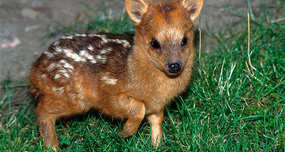 Pudu Deer