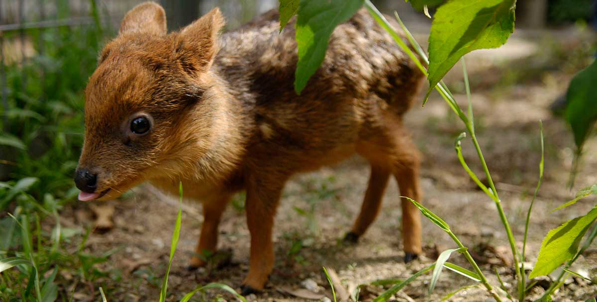 Pudu Deer