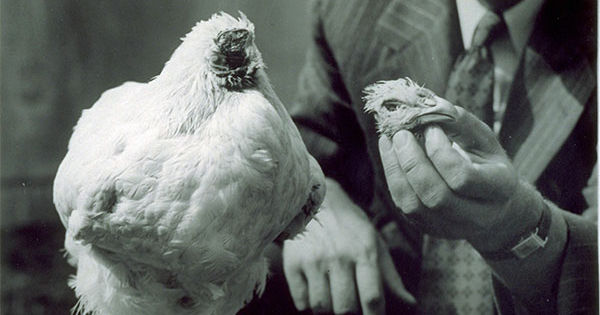 Mike the Headless Chicken Survived 18 Months After Having His Head Cut Off