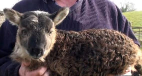 A 'geep' is a very rare goat-sheep hybrid or chimera.