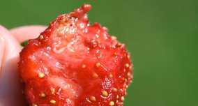 Strawberry Bugs