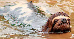 Sloths swim 3x faster than they move on land, and can hold their breath for up to 40 minutes