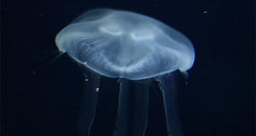 A jellyfish's mouth also serves as an anus.