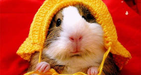 Switzerland: Illegal to Own Only One Guinea Pig