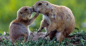 Prairie Dogs