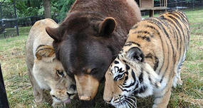 Best Friends: Lion, Tiger, and Bear at Noah's Ark Sanctuary