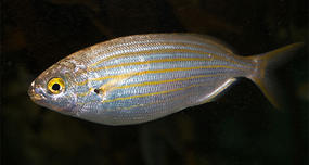 Salema Porgy Fish: The Roman Hallucinogenic Party Drug