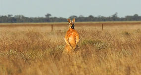 Male kangaroos flex their biceps to impress females.
