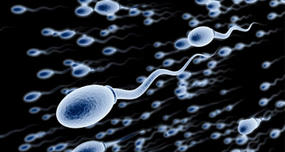 Sperm Made Every Heartbeat
