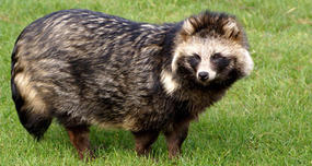 Raccoon Dog