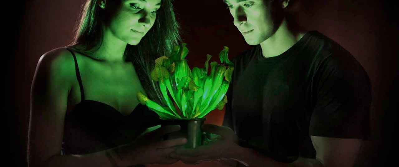 Bioluminescent Plants