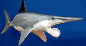 Helicoprion