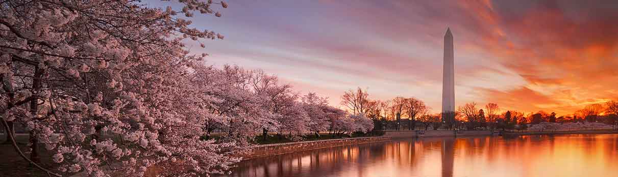 Cherry Blossom Diplomacy