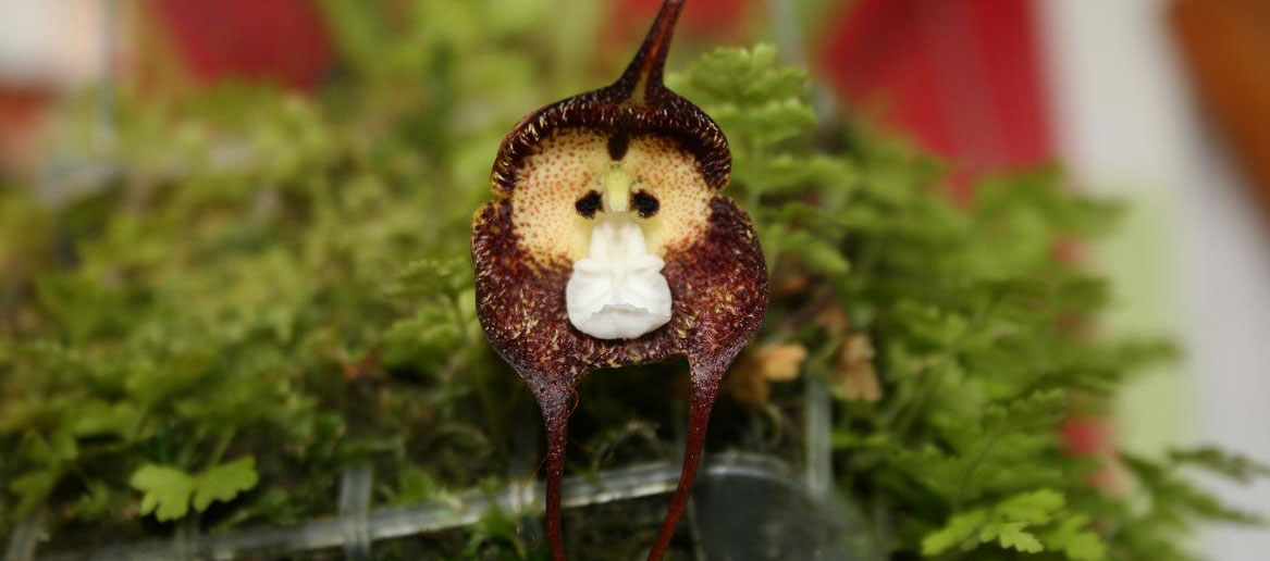 Monkey Orchid