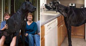 World's Tallest Dog