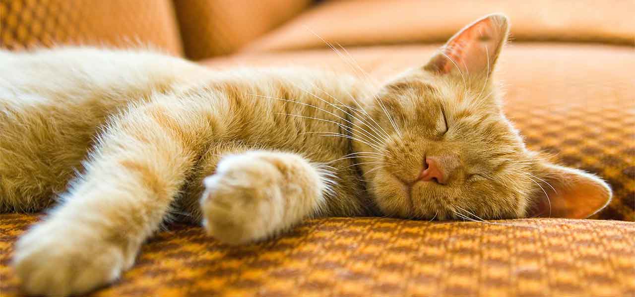 Cats Sleep for 2/3 of their Life