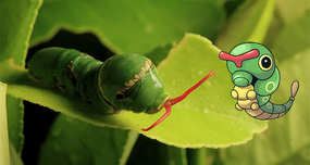The Real Caterpie
