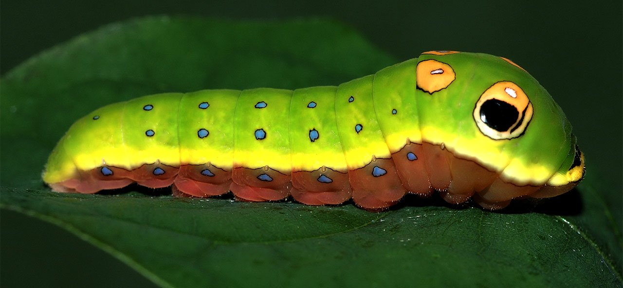 The Real Caterpie