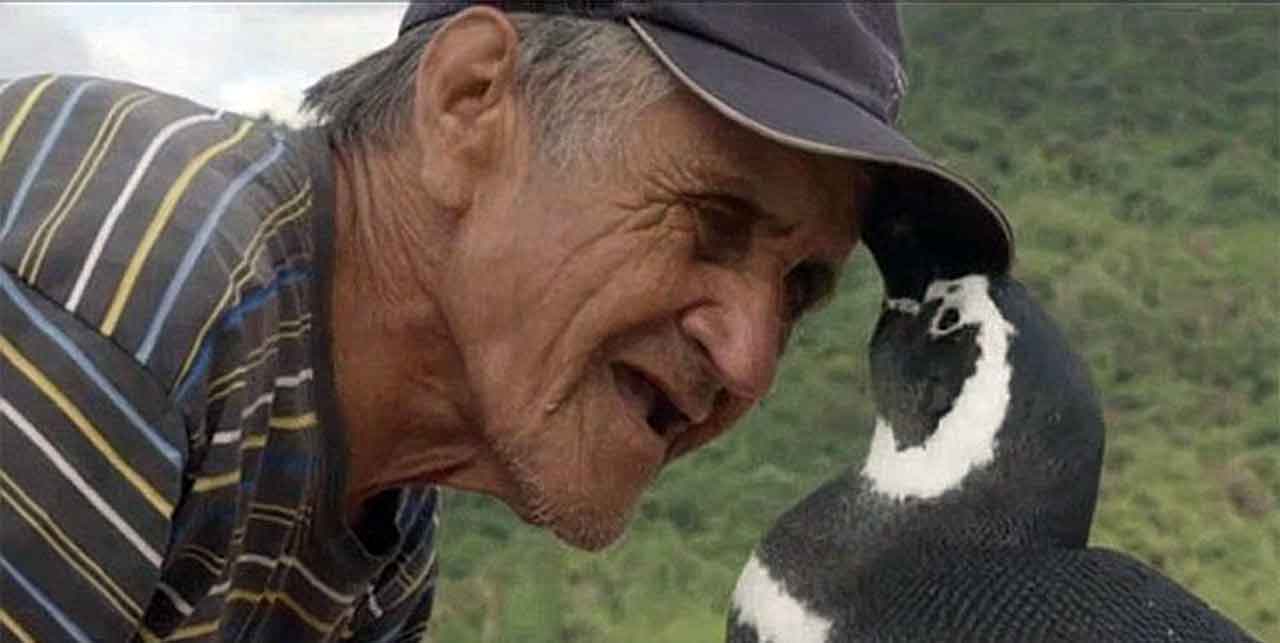 Rescued Penguin Returns Every Year